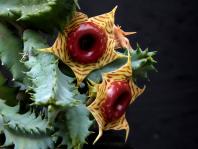 Thumbnail of 1822_Huernia zebrina_20150725_01(1).JPG